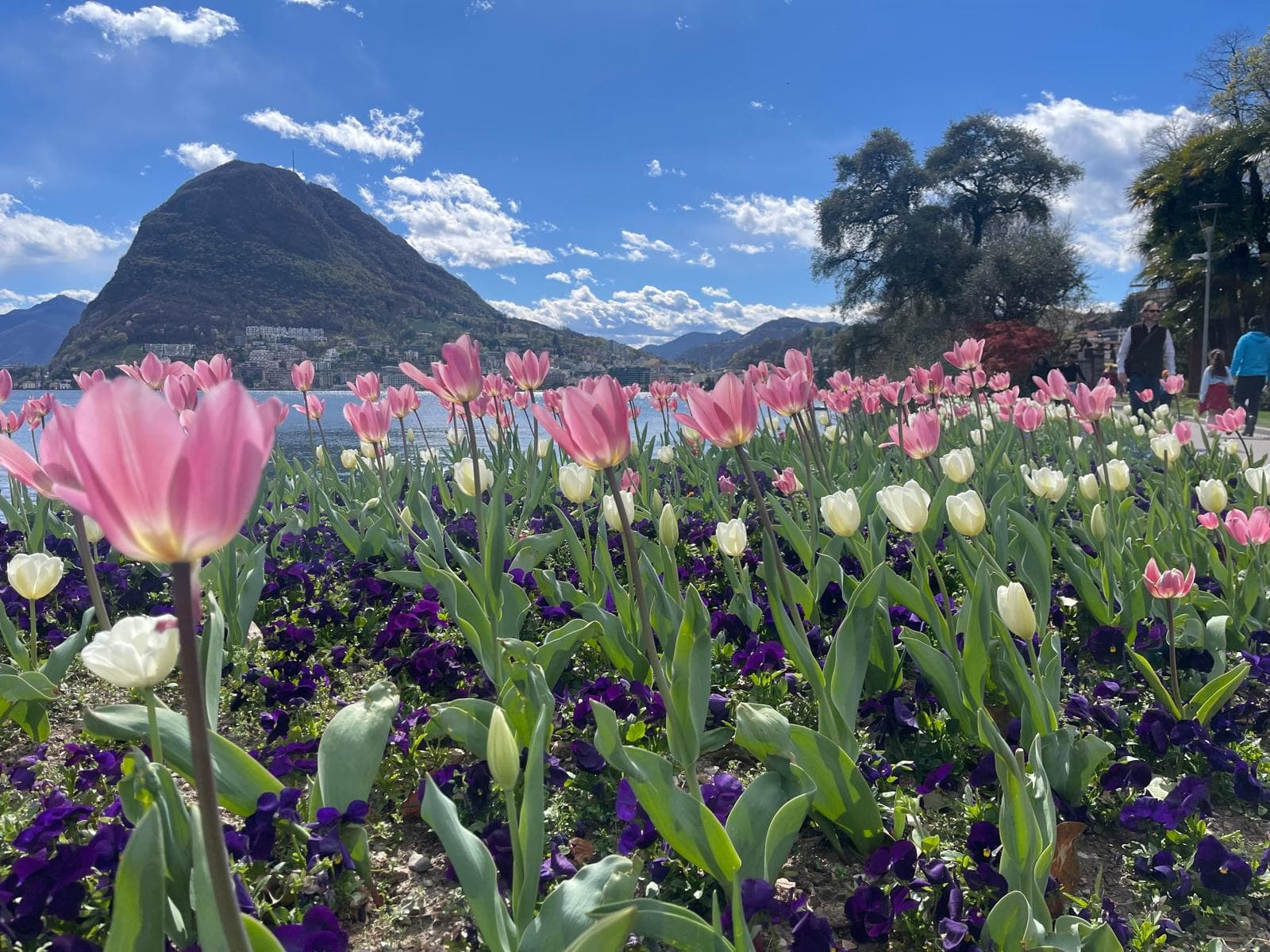 Flowers in Lugano with a mountain and lake backdrop